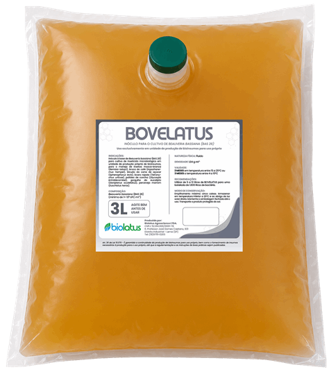 Inóculo microbiológico BOVELATUS Biolatus - Beauveria bassiana inseticida contra mosca-branca e percevejo