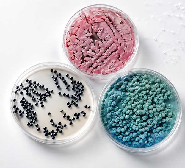 Inóculos microbiológicos concentrados Biolatus para controle biológico e cultivo on-farm